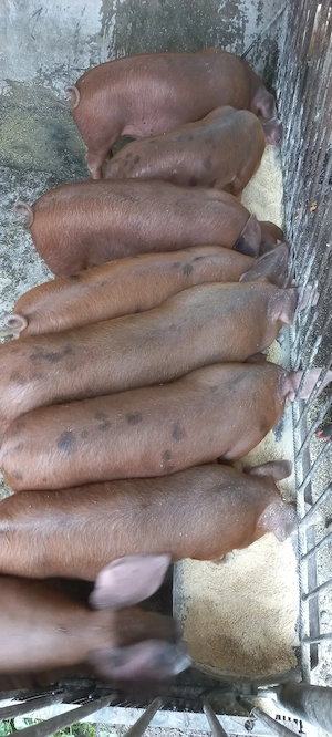 Vând 4 purcei de 9 săptămâni !!!
