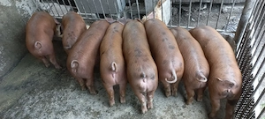 Vând 4 purcei de 9 săptămâni !!! - imagine 2