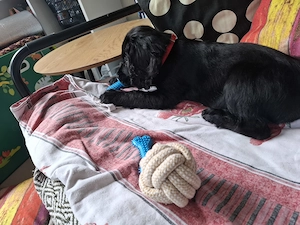 English cocker spaniel 3 luni - imagine 3