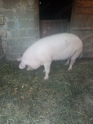 Vând porci aproximativ de 250 de kg preț 10 RON pe kg  - imagine 4