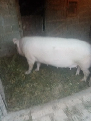 Vând porci aproximativ de 250 de kg preț 10 RON pe kg 