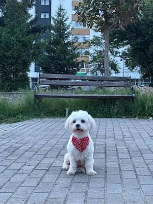 Bichon maltez fetite si baietei.  - imagine 5