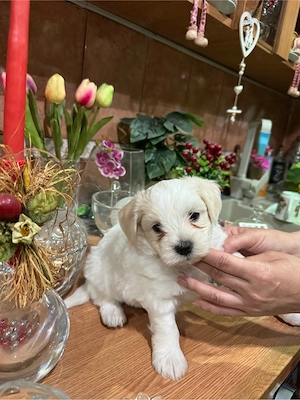 Bichon maltez fetite si baietei.  - imagine 2