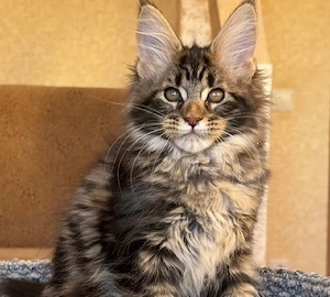 Maine Coon 