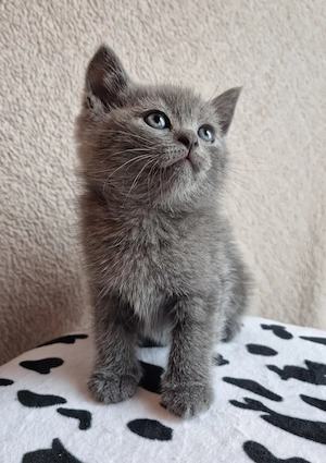 Pui British Shorthair Blue