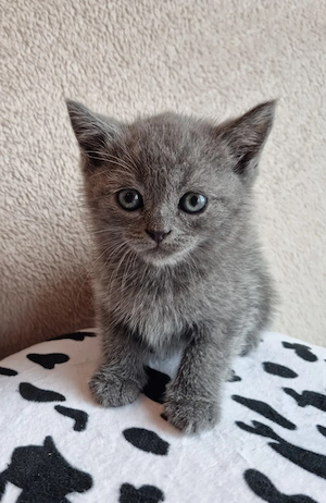 Pui British Shorthair Blue - imagine 3
