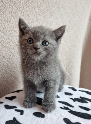 Pui British Shorthair Blue - imagine 2