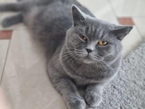Pui British Shorthair Blue - imagine 4