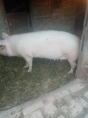 Vând porci aproximativ de 250 de kg preț 10 RON pe kg  - imagine 5