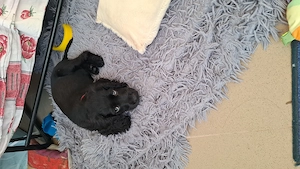 English cocker spaniel 3 luni - imagine 2