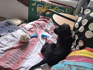 English cocker spaniel 3 luni - imagine 5