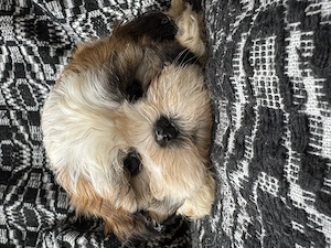 Cățeluși rasa Shih Tzu  - imagine 4