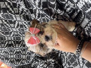 Cățeluși rasa Shih Tzu  - imagine 3