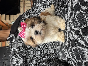 Cățeluși rasa Shih Tzu  - imagine 2