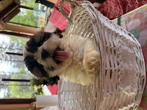 Cățeluși rasa Shih Tzu  - imagine 5