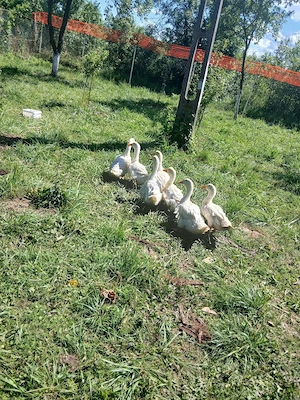 Boboci 7 buc rasa Pekin - imagine 2