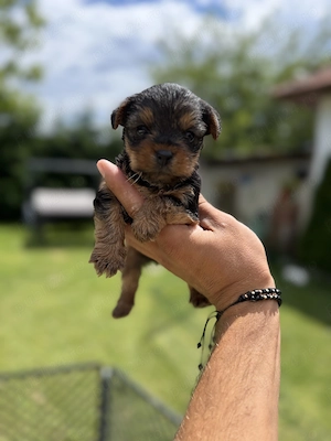 Yorkshire terrier baiat si fata - imagine 2