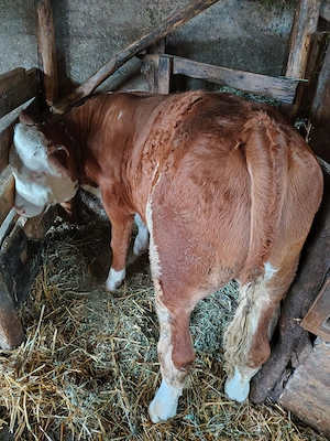 Vițel Baltat