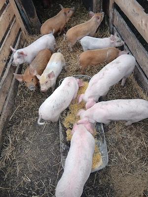 de vânzare 19 bucăți vaccinați mânca orice bobe faina etc preț 250 lei bucata unul cu altul sau pe a - imagine 4