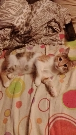 Dau spre adopție pui de pisica - imagine 4