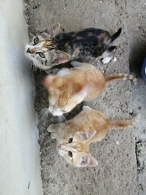Dau spre adopție pui de pisica - imagine 3