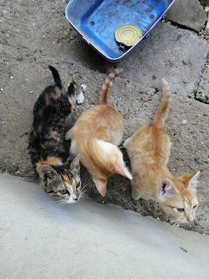 Dau spre adopție pui de pisica - imagine 2