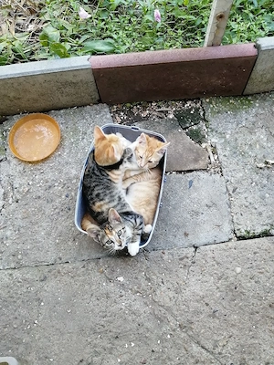 Dau spre adopție pui de pisica - imagine 5