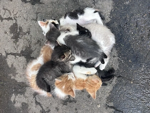 Donez gratuit pui de pisici și mamele lor  - imagine 4