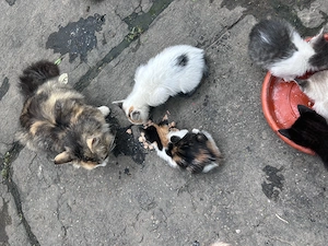 Donez gratuit pui de pisici și mamele lor  - imagine 3