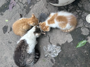 Donez gratuit pui de pisici și mamele lor  - imagine 2