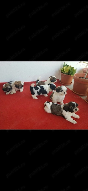Shih tzu    