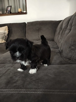 Vând cățel shih tzu - imagine 2