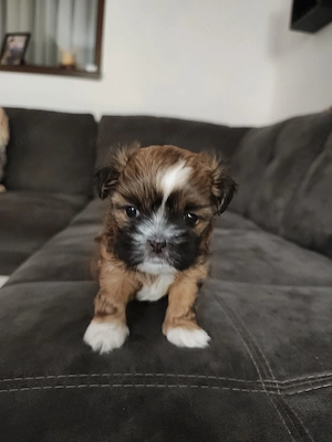 Vând cățel shih tzu - imagine 3