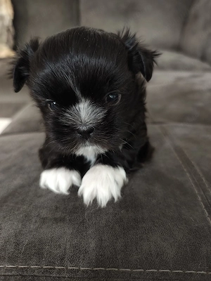 Vând cățel shih tzu