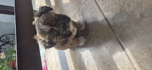 Vând cățel shih tzu - imagine 4