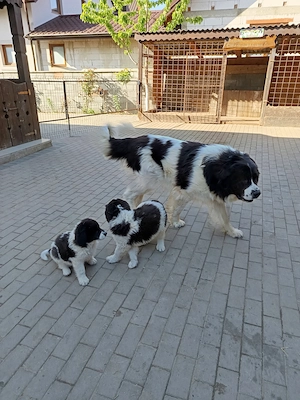 Vând pui Ciobanesc romanesc de Bucovina 