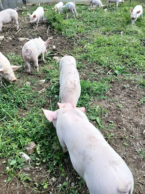 Purcei de vanzare albi 13 bucati disponibile de 9 saptamini si 8 pietrean belgian de 5 saptamini - imagine 4