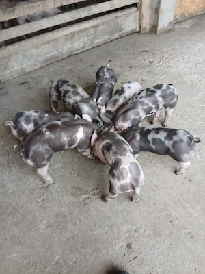 Purcei de vanzare albi 13 bucati disponibile de 9 saptamini si 8 pietrean belgian de 5 saptamini - imagine 5