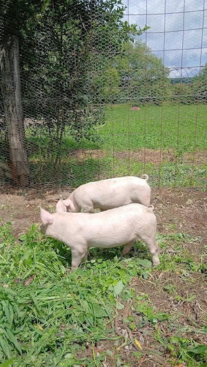 Purcei de vanzare albi 13 bucati disponibile de 9 saptamini si 8 pietrean belgian de 5 saptamini - imagine 3