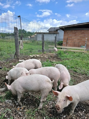 Purcei de vanzare albi 13 bucati disponibile de 9 saptamini si 8 pietrean belgian de 5 saptamini - imagine 2
