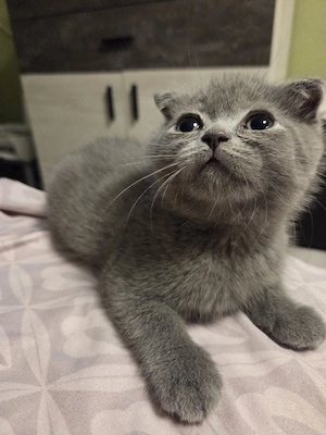 Scottish fold  - imagine 4