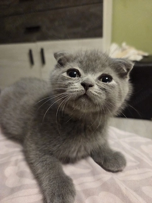 Scottish fold 