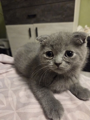 Scottish fold blue  - imagine 5