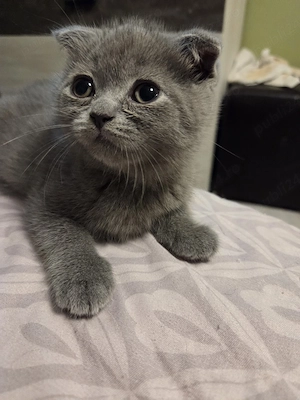 Scottish fold  - imagine 2