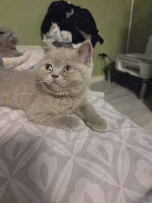 British shorthair 