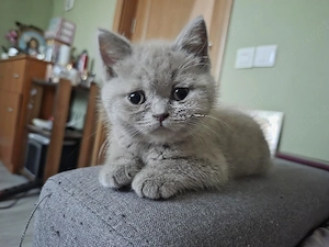 British shorthair  
