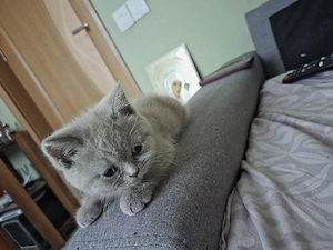 British shorthair   - imagine 4