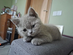 British shorthair   - imagine 2
