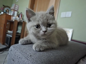 British shorthair   - imagine 3