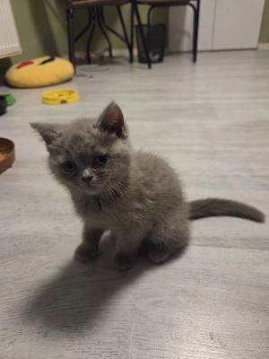 Brittish shorthair 